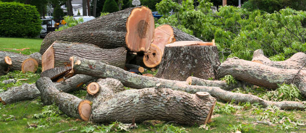 Best Tree Preservation Services  in Bensenvle, IL