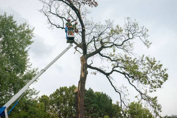 Best Tree Disease Treatment  in Bensenvle, IL