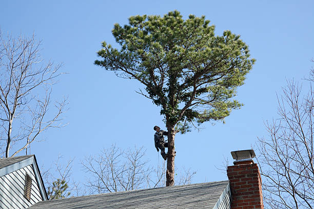 Best Tree Trimming and Pruning  in Bensenvle, IL